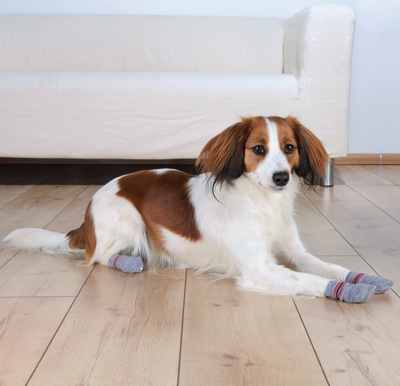 Trixie Potesokker/hundesokk i bomull - Bilde 2