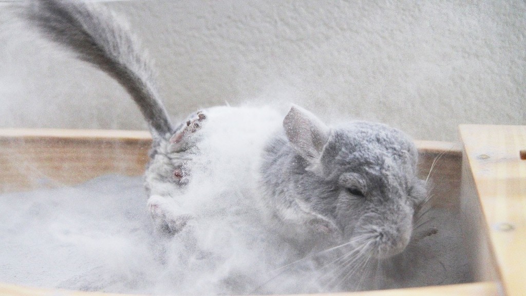 Chinchilla som bader