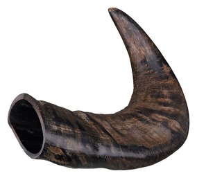 Trixie, Horn av bøffel