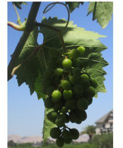 Alternative view of Falcon Crest Golden Riesling hvitvin Vinråstoff