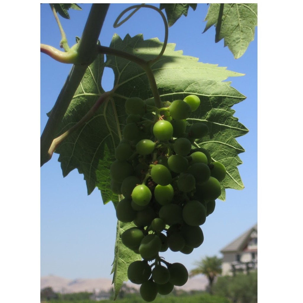Falcon Crest Golden Riesling hvitvin Vinråstoff - Bilde 2