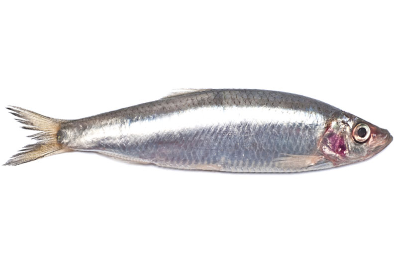 brisling