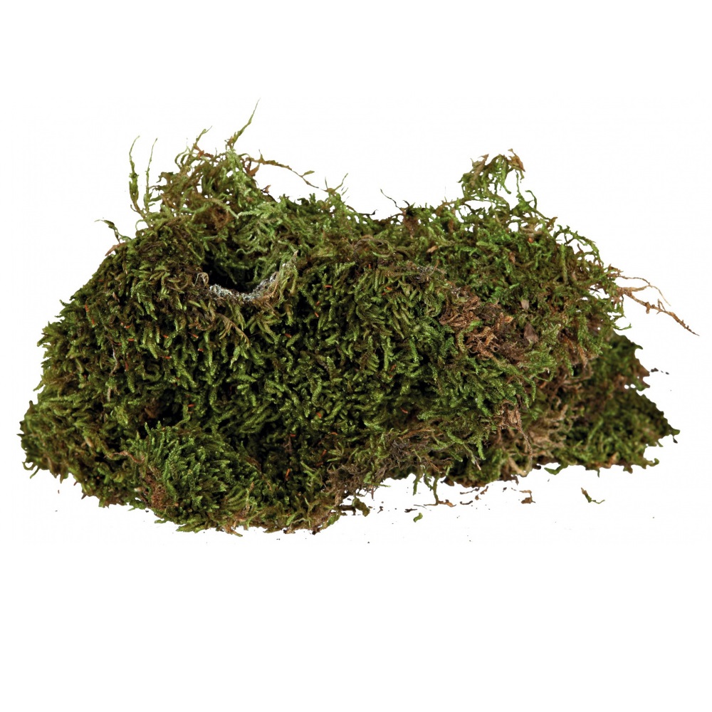 Trixie Reptiland Mose for terrarium - Bilde 2