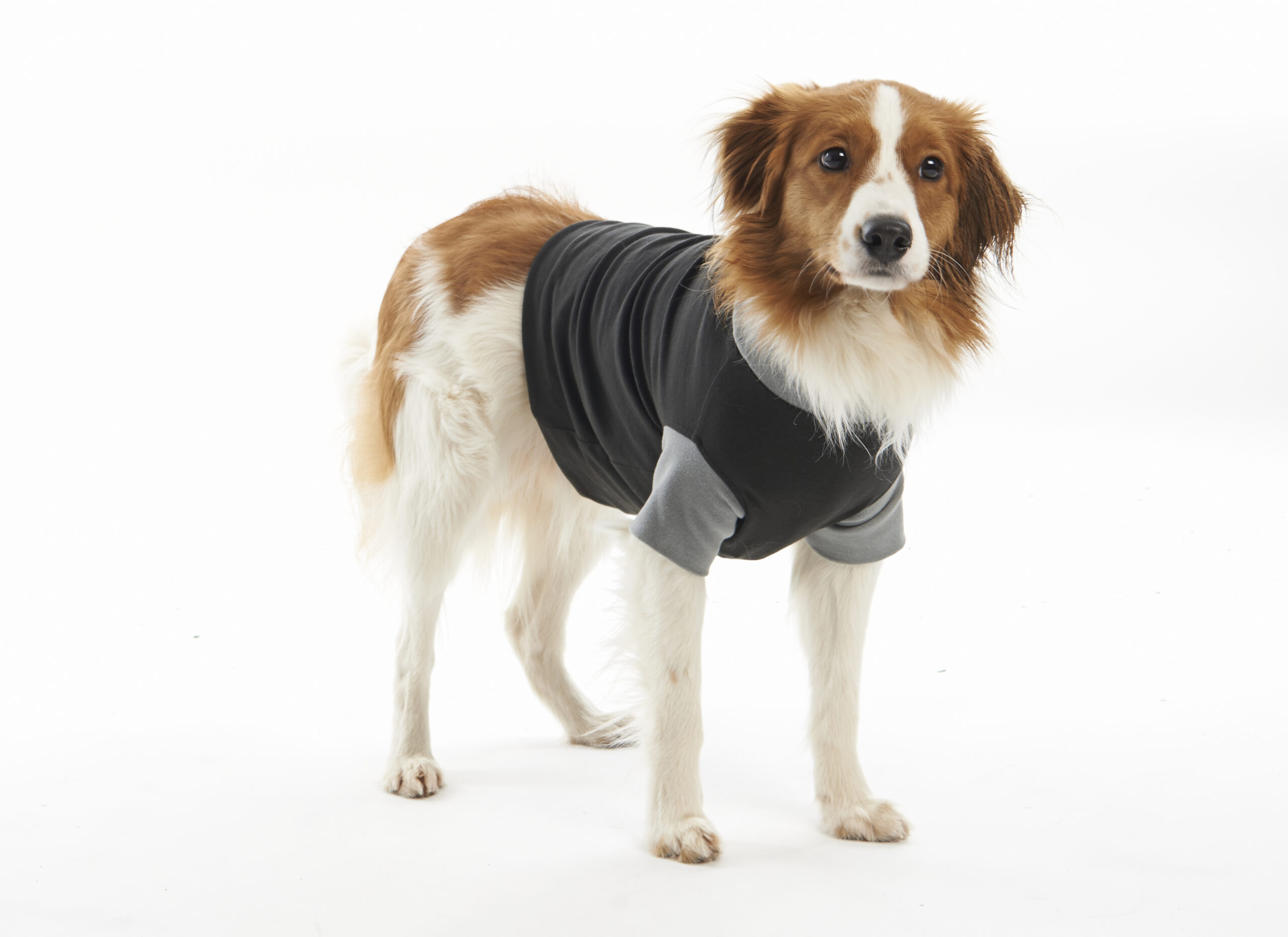 Body Suit EasyGo til for tisper og hannhunder - Bilde 4