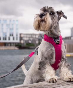 Alternative view of Dog Copenhagen - Comfort Walk Pro Sele - Lilla