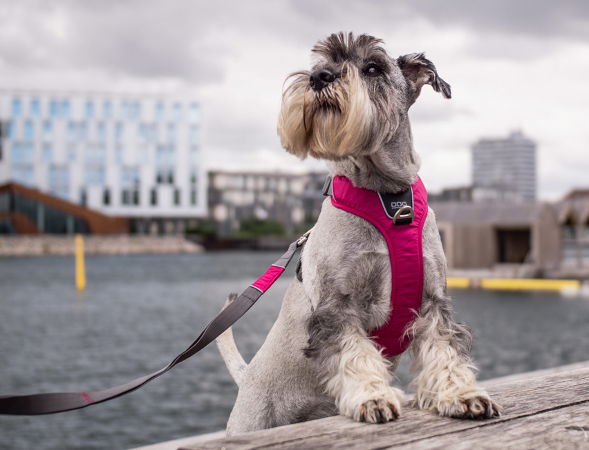 Dog Copenhagen - Comfort Walk Pro Sele - Lilla - Bilde 2