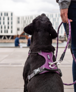 Alternative view of Dog Copenhagen - Comfort Walk Pro Sele - Sort