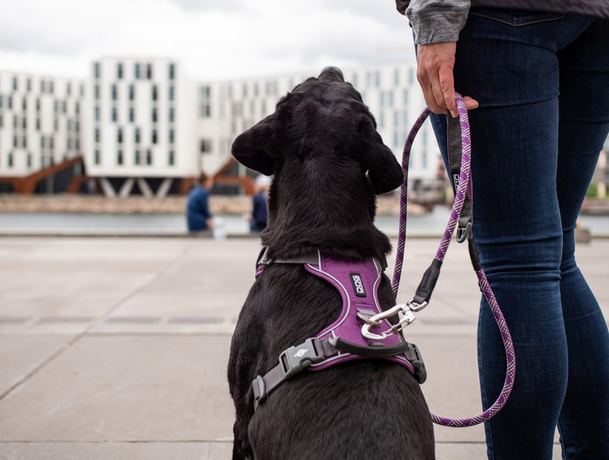 Dog Copenhagen - Comfort Walk Pro Sele - Lilla - Bilde 3
