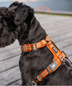 Alternative view of Dog Copenhagen - Comfort Walk Air Sele - Oransje