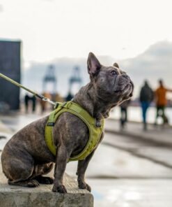 Alternative view of Dog Copenhagen - Comfort Walk Go Sele - Mocca