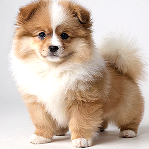 Hund