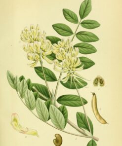 Alternative view of Vigor & Sage hundefòr Astragalus Senior