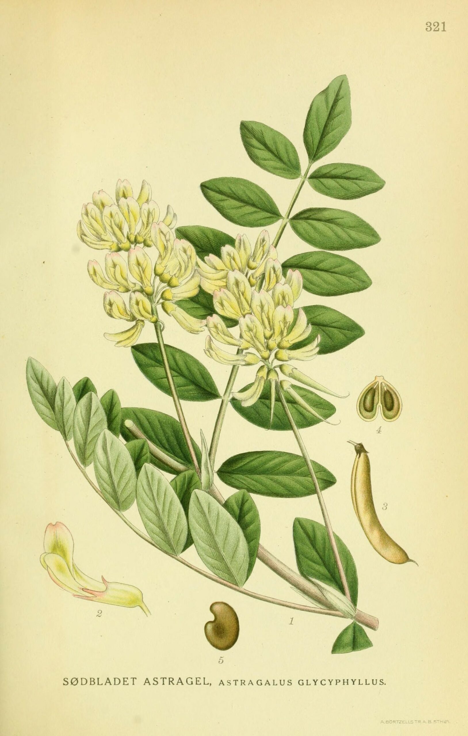 Vigor & Sage hundefòr Astragalus Senior - Bilde 2