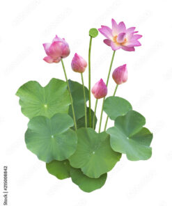 Alternative view of Vigor & Sage hundefòr Lily Root Beauty