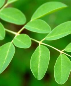 Alternative view of Moringa økologisk