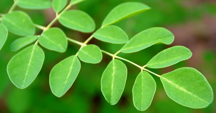 Moringa økologisk - Bilde 2