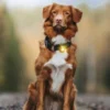 Orbiloc - Sikkerhets lys til hund