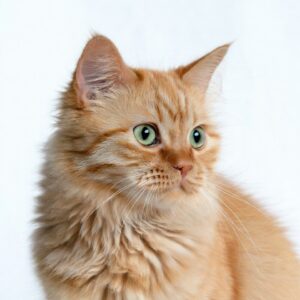 Katt